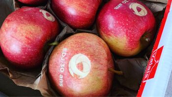 pommes.jpg